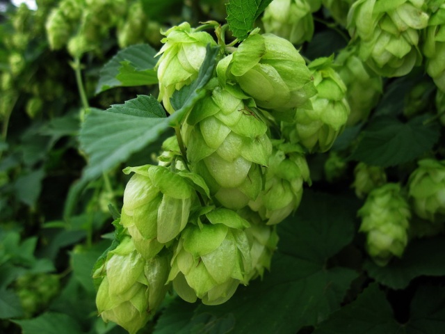 "味苦"来自于啤酒花,有抗癌,利尿,解毒的功效.